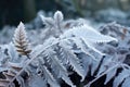 frost-covered fern leaves in a cold woodland Royalty Free Stock Photo