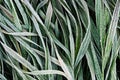 Frost covered grass