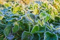 Frost covered grass, close-up, selective focus. The first autumn early frosts, the rays of the sun illuminate the grass Royalty Free Stock Photo