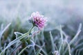 Frost-covered grass and clover flower in early winter Royalty Free Stock Photo