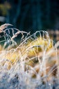 frost covered grass and tree leaves in sunny winter morning light Royalty Free Stock Photo