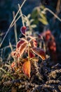 frost covered grass and tree leaves in sunny winter morning light Royalty Free Stock Photo