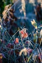 frost covered grass and tree leaves in sunny winter morning light Royalty Free Stock Photo