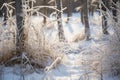 frost covered grass and trees in a snowy forest