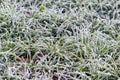 Frost-covered green grass, top view. Winter background with frozen grass Royalty Free Stock Photo