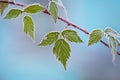 Frost covered green leaves of blackberries on a blurred background. The first frosts