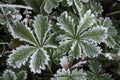 Beautiful patterned leaves are covered with white cristae of hoarfrost Royalty Free Stock Photo