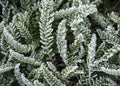 Beautiful patterned leaves are covered with white cristae of hoarfrost Royalty Free Stock Photo