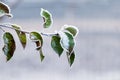 Frost-covered green leaves on a tree branch on a foggy morning. Late autumn, early winter Royalty Free Stock Photo