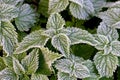 Frost-covered green nettle leaves, the first frosts in autumn Royalty Free Stock Photo