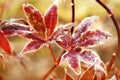 Frost Covered Japanese Maple Leaves Royalty Free Stock Photo