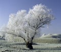 Frost covered landscape Royalty Free Stock Photo