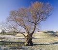 Frost covered landscape