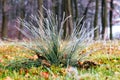 Frost-covered large bush of grass in the forest