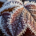 Close up view emphasizes the texture and details of the frost highlighting Royalty Free Stock Photo