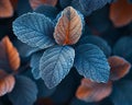 Frost-covered leaves on a brisk winter morning