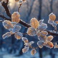 Frost-covered leaves on a brisk winter morning