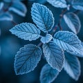 Frost-covered leaves on a brisk winter morning