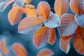 Frost-covered leaves on a brisk winter morning