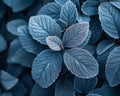 Frost-covered leaves on a brisk winter morning