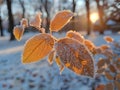 Frost-covered leaves on a brisk winter morning