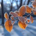 Frost-covered leaves on a brisk winter morning