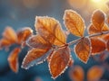 Frost-covered leaves on a brisk winter morning