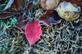 Frost covered leaves Royalty Free Stock Photo