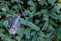 Frost-covered leaves in the garden