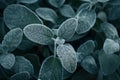 Frost-covered leaves in a serene winter garden