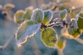 Frost-Covered Leaves in Sunlit Winter Morning Royalty Free Stock Photo