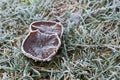 Frost covered mushroom and grass in winter