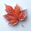 Frost Covered Orange Maple Leaf on White Background in Soft Lighting Royalty Free Stock Photo