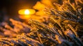 Frost-covered pine needles illuminated by warm light at sunset Royalty Free Stock Photo