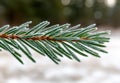 Frost-covered pine tree branch Royalty Free Stock Photo