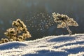 Frost-covered pine tree in tranquil winter landscape at sunrise Royalty Free Stock Photo
