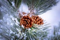 Frost Covered Pinecone at Christmas Royalty Free Stock Photo