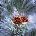 Frost Covered Pinecone at Christmas Royalty Free Stock Photo