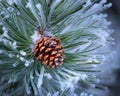 Frost Covered Pinecone at Christmas Royalty Free Stock Photo