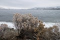 Frost covered plant by a frozen lake in the mountains Royalty Free Stock Photo