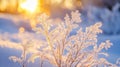 Frost Covered Plant Glowing In Winter Sunset Royalty Free Stock Photo
