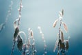 Frost-covered plants in winter forest at foggy sunrise. Abstract winter nature background Royalty Free Stock Photo