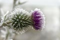 Frost covered purple thistle flower in winter Royalty Free Stock Photo