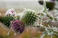 Frost covered purple thistle flower in winter Royalty Free Stock Photo