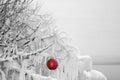 Red Christmas ornament hanging on an ice covered tree Royalty Free Stock Photo