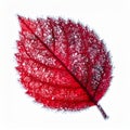 Frost Covered Red Leaf Macro Shot in White Background Detailed Texture Royalty Free Stock Photo