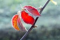 Frost-covered red leaves in the garden against a dark background Royalty Free Stock Photo