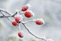 Frost-covered red rose hips on a bush with a blurred background Royalty Free Stock Photo