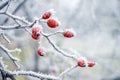 Frost-covered red rose hips on a bush with a blurred background Royalty Free Stock Photo