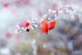 Frost-covered red rose hips on an ice-covered branch Royalty Free Stock Photo